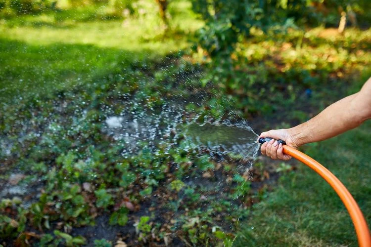 Bewässerungsplan ändern, um Schädlinge zu bekämpfen