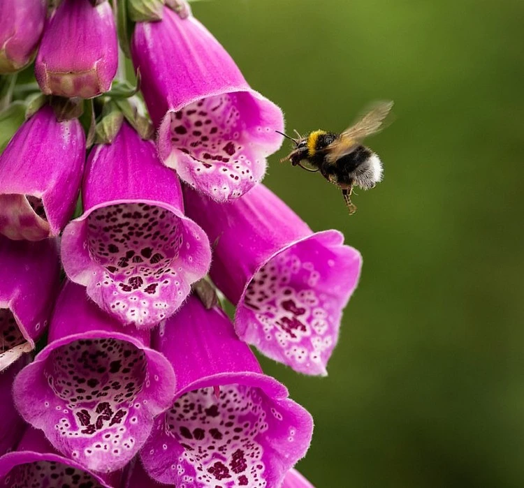 Bienenfreundliche Balkonpflanzen - Fingerhut gedeiht an schattigen Standorten