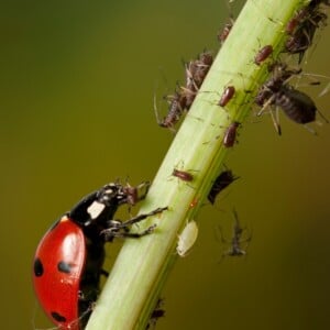 Blattläuse Hausmittel Marienkäfer und andere Nützlinge im Garten ansiedeln