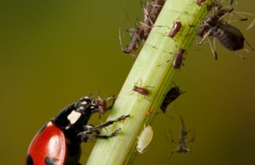 Blattläuse Hausmittel Marienkäfer und andere Nützlinge im Garten ansiedeln