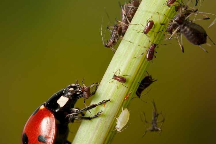 Blattläuse Hausmittel Marienkäfer und andere Nützlinge im Garten ansiedeln