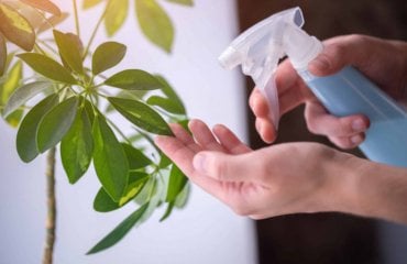 Blattläuse an Zimmerpflanzen bekämpfen - Hausmittel einsetzen