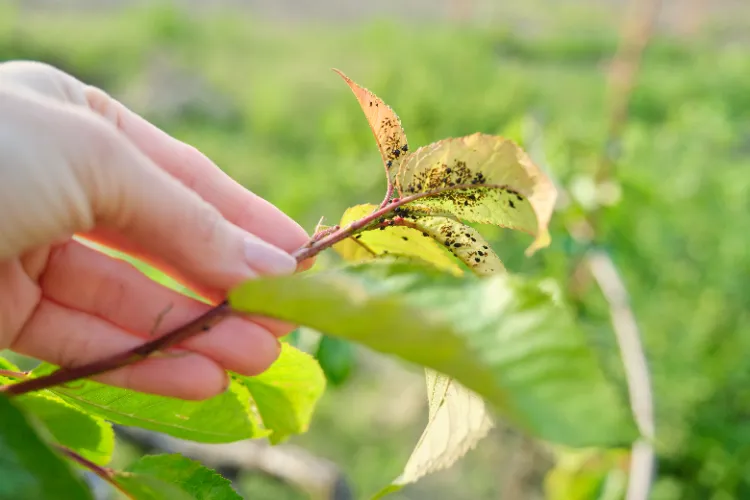 Blattläuse erkennen Tipps Kaffeesatz gegen Schädlinge im Garten