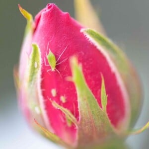 Blattläuse können Rosen erheblichen Schaden zufügen, indem sie das Leben aus den Knospen saugen