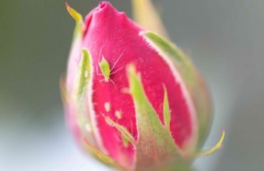 Blattläuse können Rosen erheblichen Schaden zufügen, indem sie das Leben aus den Knospen saugen