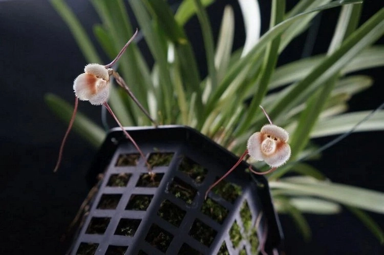 Da Affen-Orchidee im Schatten lebt, ist sie besonders anfällig für Wurzelfäule
