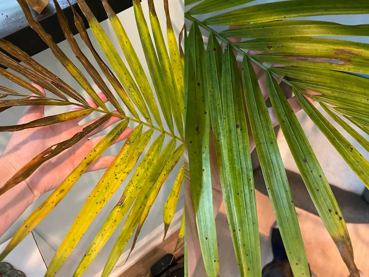 Das Braunwerden von Palmenblättern wird meist durch direkte Sonneneinstrahlung und Bewässerung verursacht