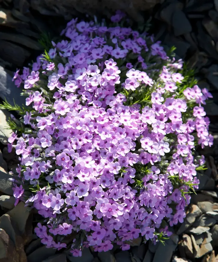 Dianthus hat ein hübsches blaugraues Laub und eine Fülle von zierlichen Blüten