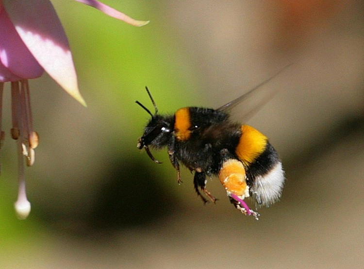 Die Bienen sind in Gefahr, weil es immer weniger für sie geeignete Pflanzen gibt