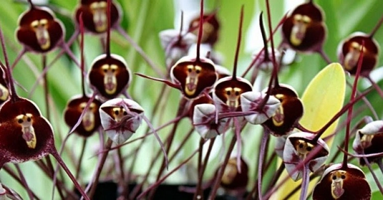 Die Dracula-Pflanze leidet unter vielen der gleichen Probleme wie andere Orchideen