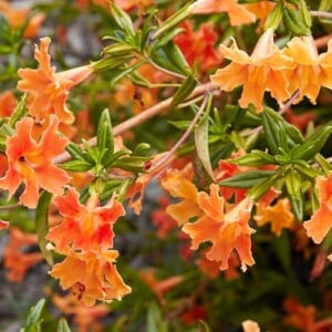 Die Gaukerblume kann auch als Wasserpflanze kultiviert werden