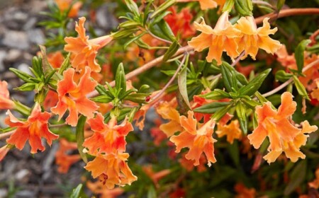 Die Gaukerblume kann auch als Wasserpflanze kultiviert werden