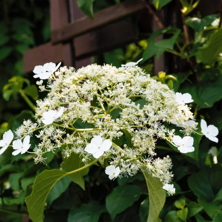 Die Kletterpflanze besitzt weiße bis cremefarbene Blüten