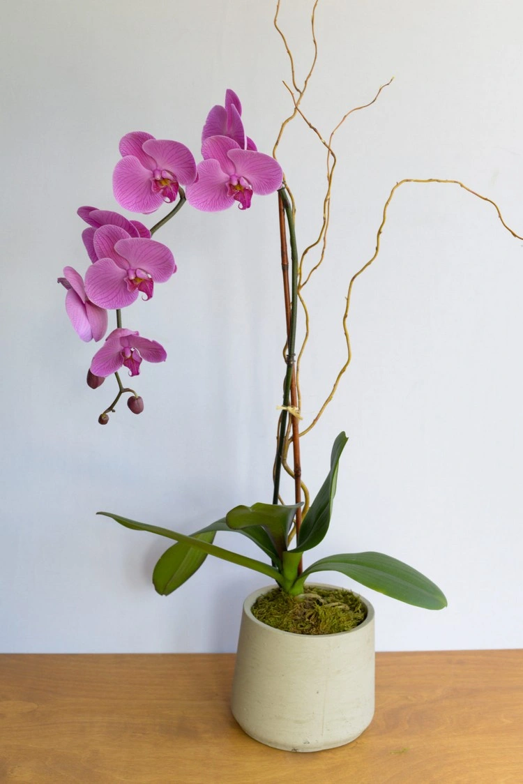 Die Orchidee ist die richtige Blume für die trendige Mütter