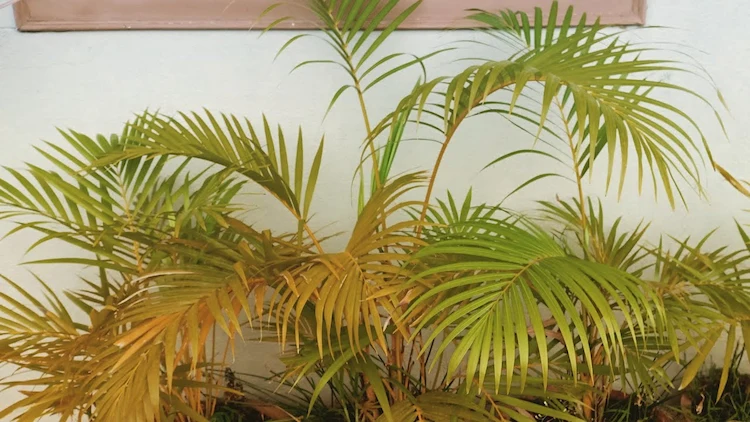 Die Palme hat braune Blätter - Nährstoffmangel kann dazu führen