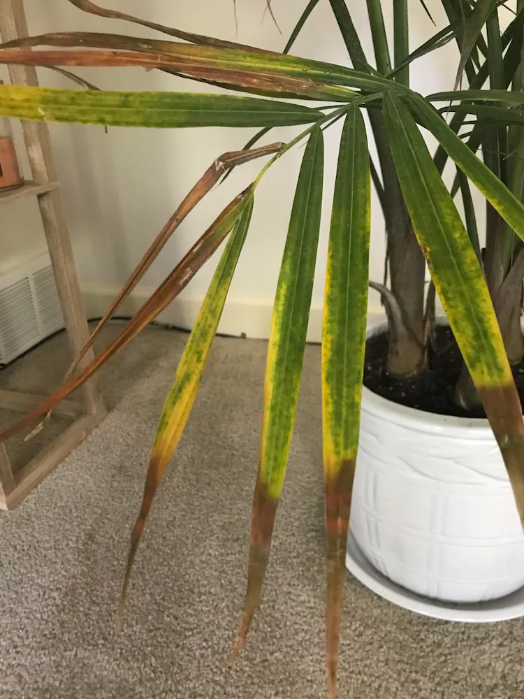 Die Palme hat braune Blätter - Überwässerung mag eine Ursache dafür sein