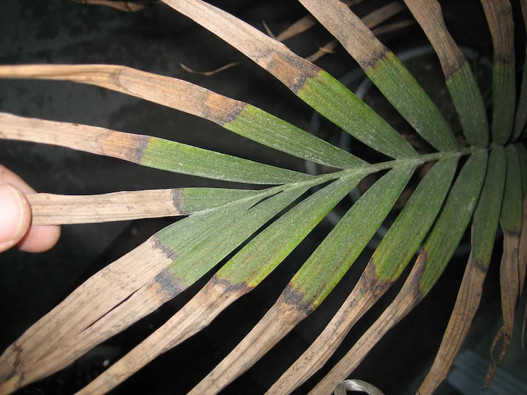 Die Palme hat braune Blätter - Möglichen Ursachen und Behandlungsmethoden