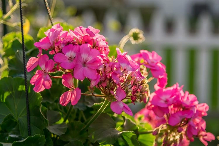 Die beste Blumen für Ihren sonnigen Balkon - Geranien