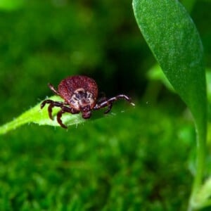 Die blutsaugenden Parasiten können Menschen und Tiere in allen Stadien ihres Lebenszyklus stechen