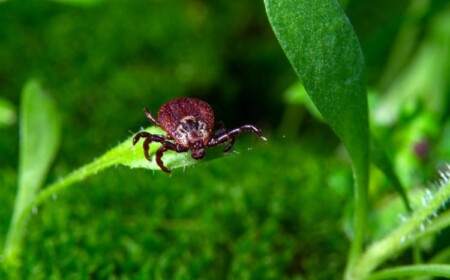 Die blutsaugenden Parasiten können Menschen und Tiere in allen Stadien ihres Lebenszyklus stechen