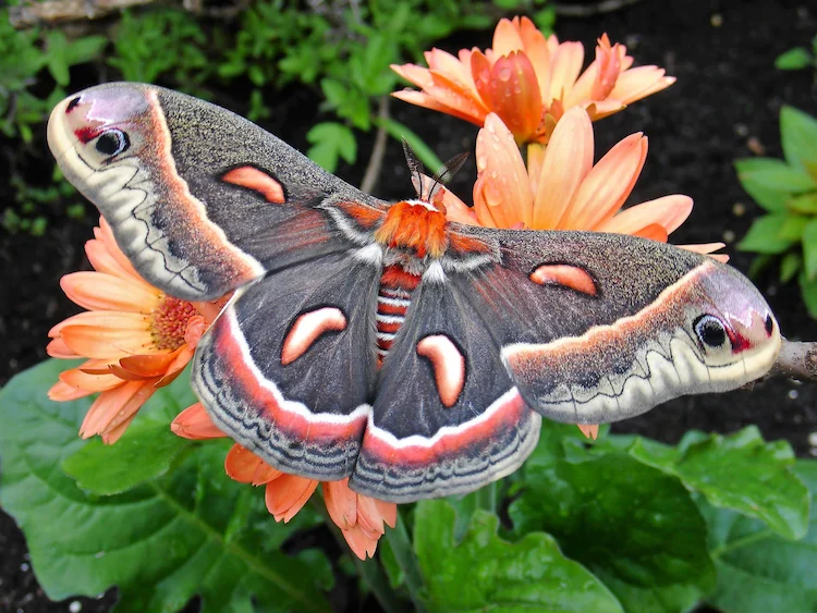 Die erwachsenen Schmetterlinge sind wunderschöne und fleißige Bestäuber