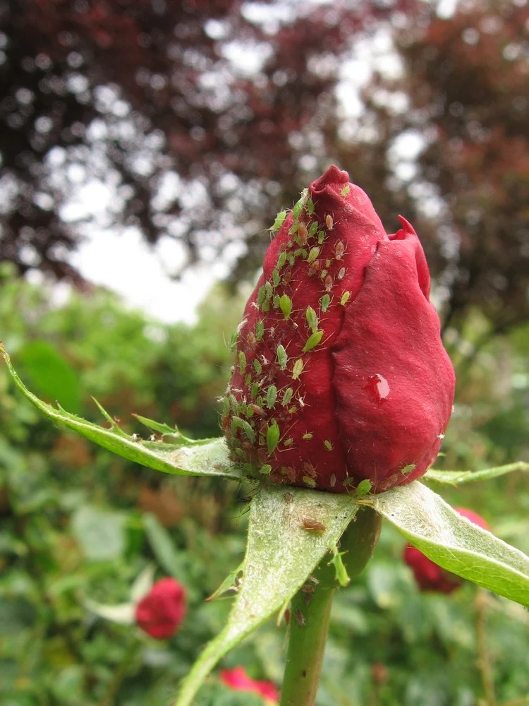 Die grüne oder rosafarbene Macrosiphum rosae ist der Hauptangreifer der Rose