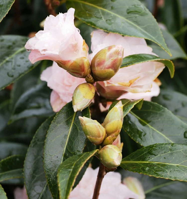 Die richtige Pflanzenpflege für gesunde Rhododendronsträucher