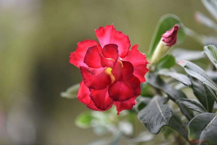 Die richtige, pflegeleichte Balkonpflanze - Wüstenrose