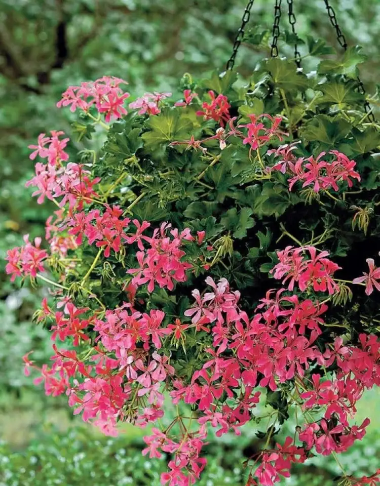 Efeu-Geranien bekommen viele Blüten in einer kaskadenartigen, hängenden Pflanze