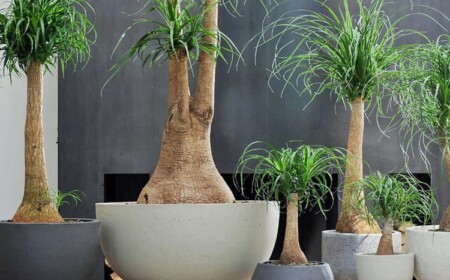 Elefantenfüßen sind anfällig für Wurzelfäule