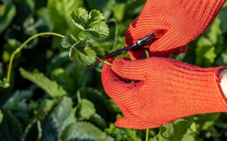 Erdbeeren-Ableger entfernen oder nicht - Tipps zur Pflanzenpflege