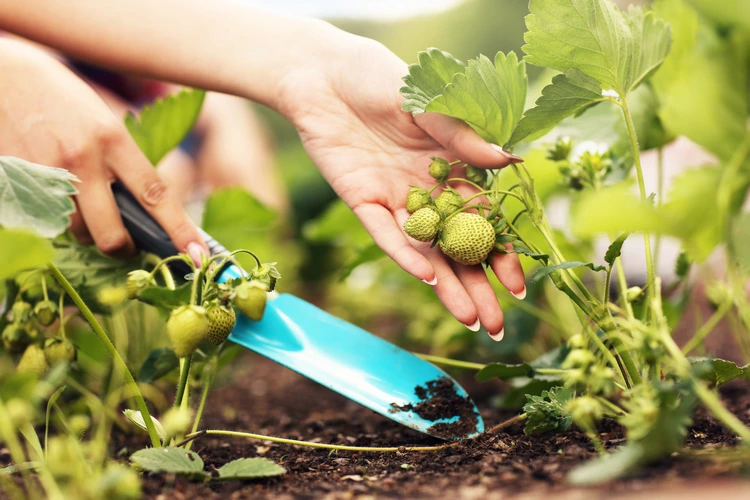Erdbeeren-Ableger entfernen oder nicht - Wie Sie Erdbeerpflanzen richtig vermehren