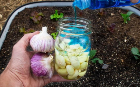 Sie können eine Reihe von Maßnahmen ergreifen, mit denen Sie Schädlinge im Garten bekämpfen ohne Chemie