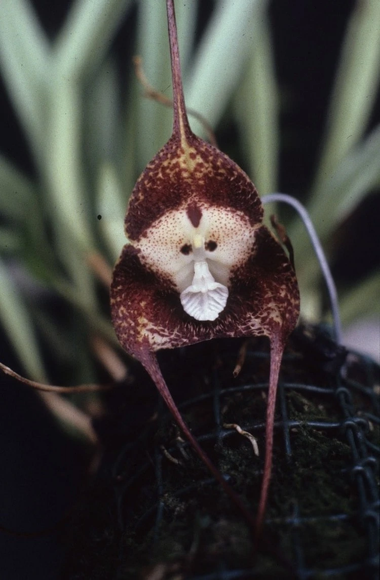 Es ist ratsam, die Äffchen-Orchidee alle ein bis zwei Wochen zu gießen