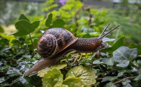 schneckenplage im Garten