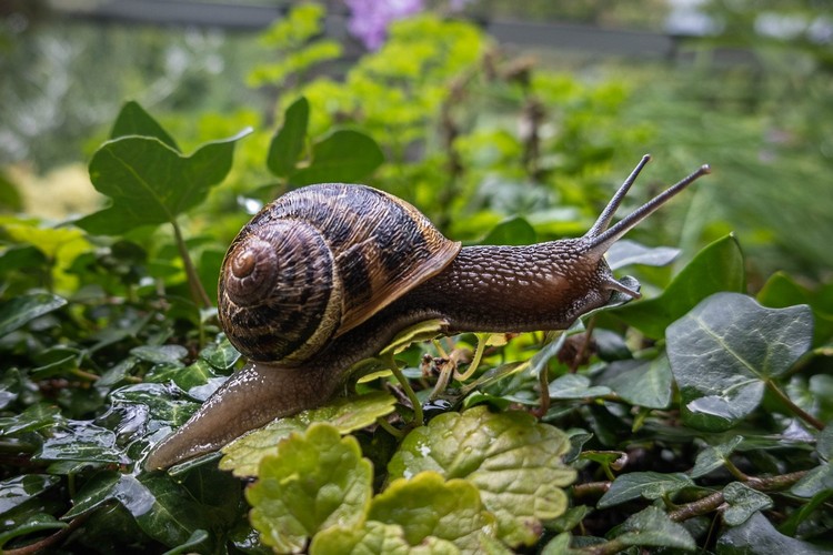 schneckenplage im Garten