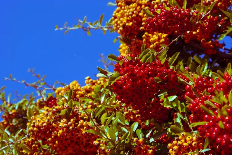 Fächer-Zwergmispel Kleinbusch aus der Familie der Rosengewächse mit rotem Fruchtschmuck