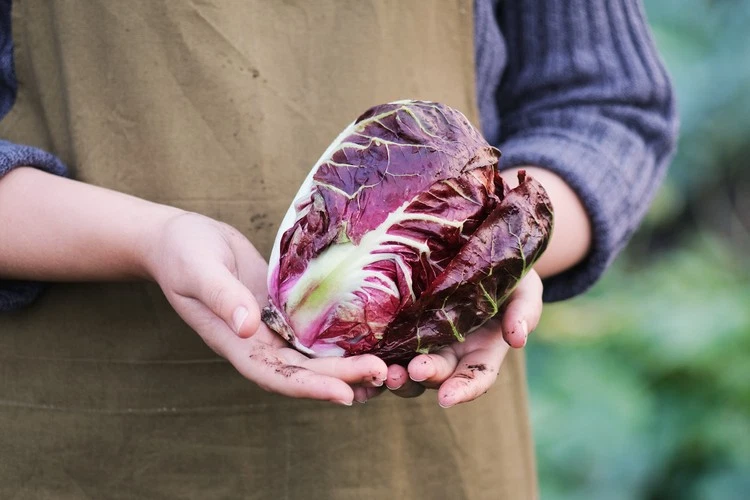 Fitness salad freshly harvested organic radicchio with a powerful flavor