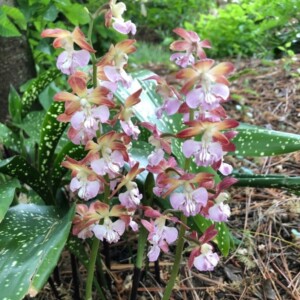 Freilandorchideen Calanthe pflanzen unter Baum und pflegen