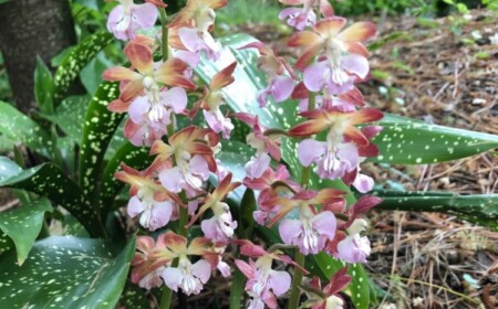 Freilandorchideen Calanthe pflanzen unter Baum und pflegen