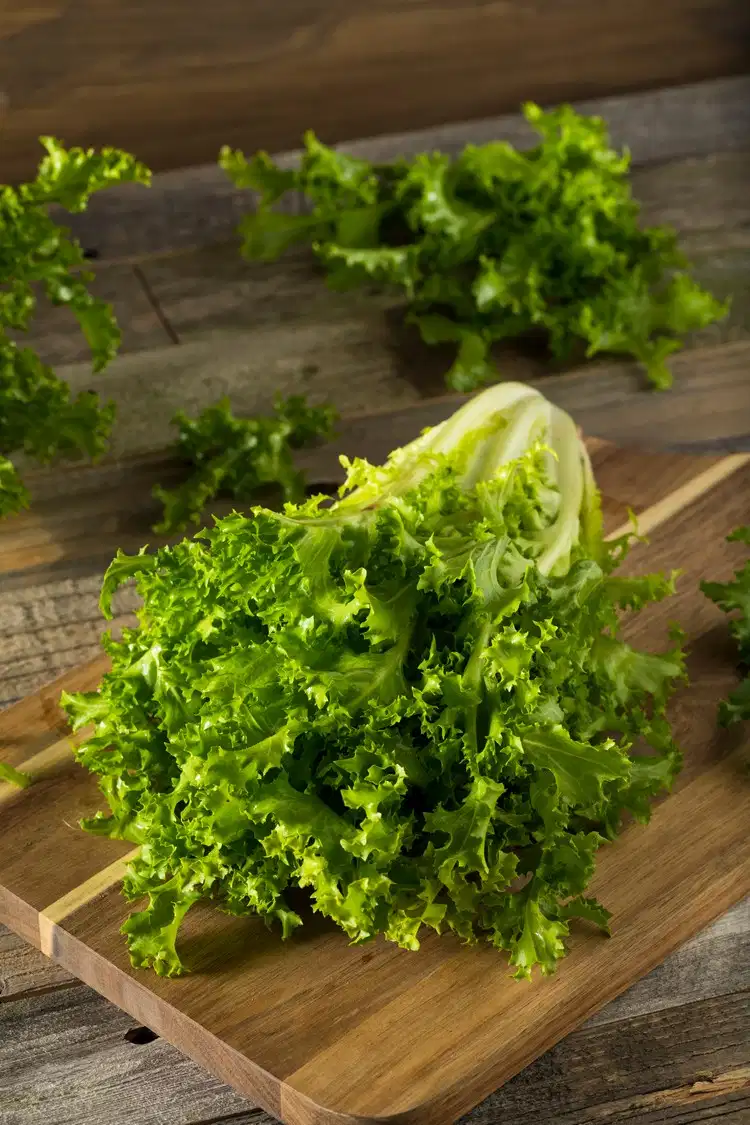 Enjoy fresh organic endive salad in the summer