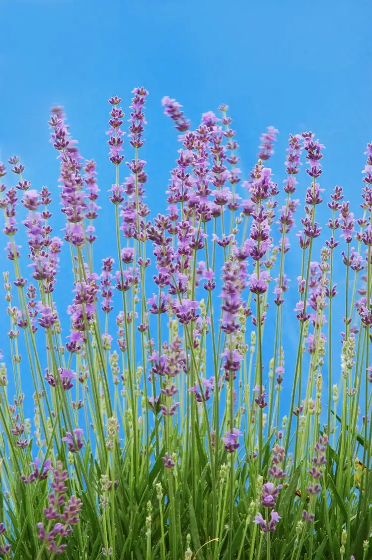 Garten mit Lavendel bepflanzen, um Nacktschnecken zu bekämpfen