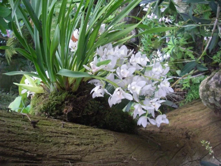 Gartenorchideen pflanzen und düngen welche Sorten sind winterhart