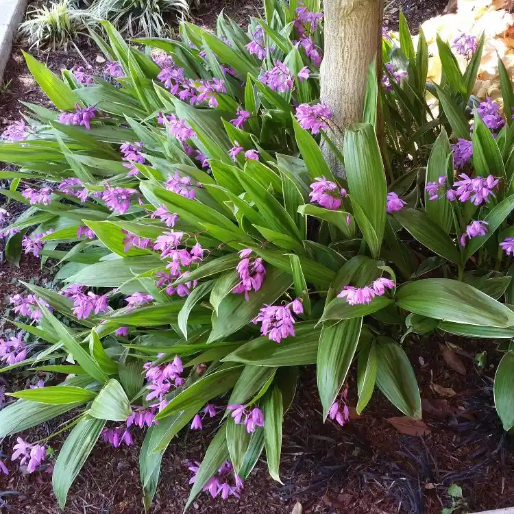 Gartenorchideen pflanzen und pflegen winterharte Arten Bletilla