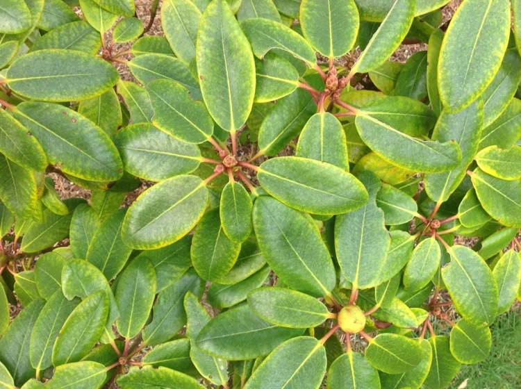 Gelbe Blätter können Anzeichen von Rhododendron Krankheiten sein
