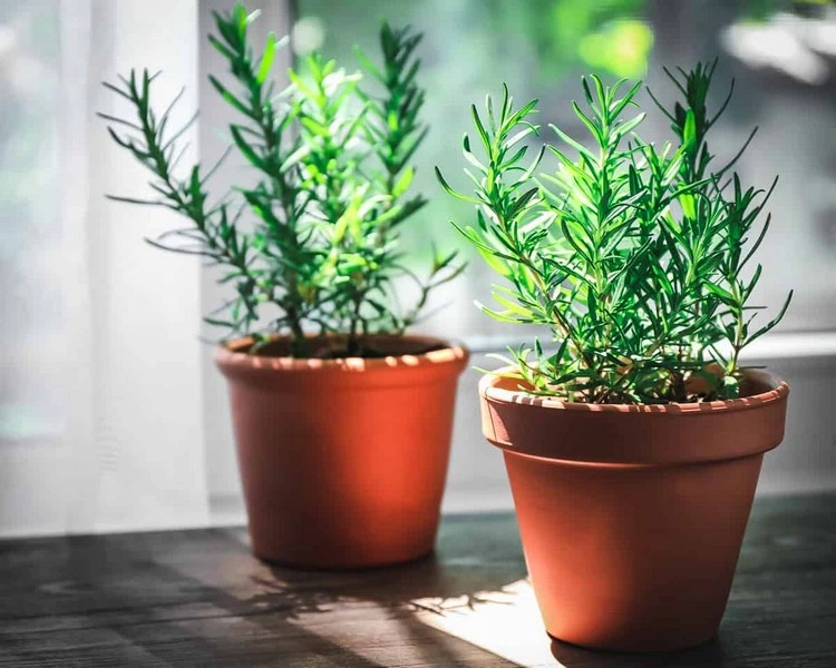 Spicy plants that love the sun - rosemary