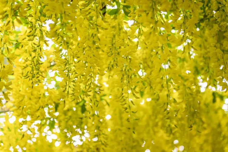 Laburnum is poisonous to pets and humans
