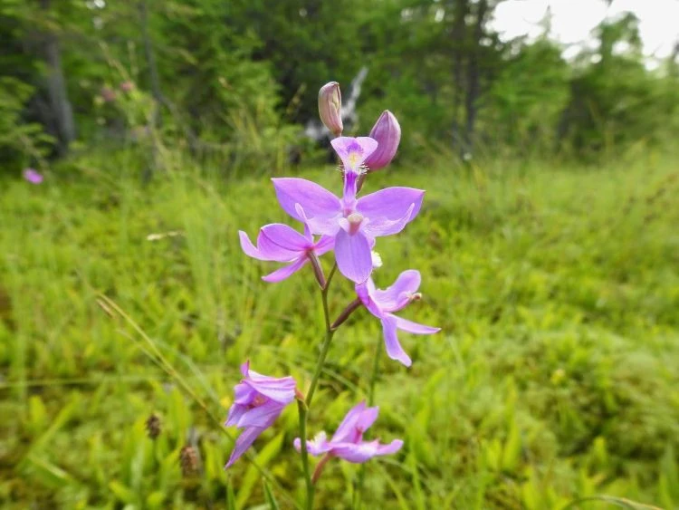 Grasspink Orchidee in Sumpfgebieten wilde Blumen