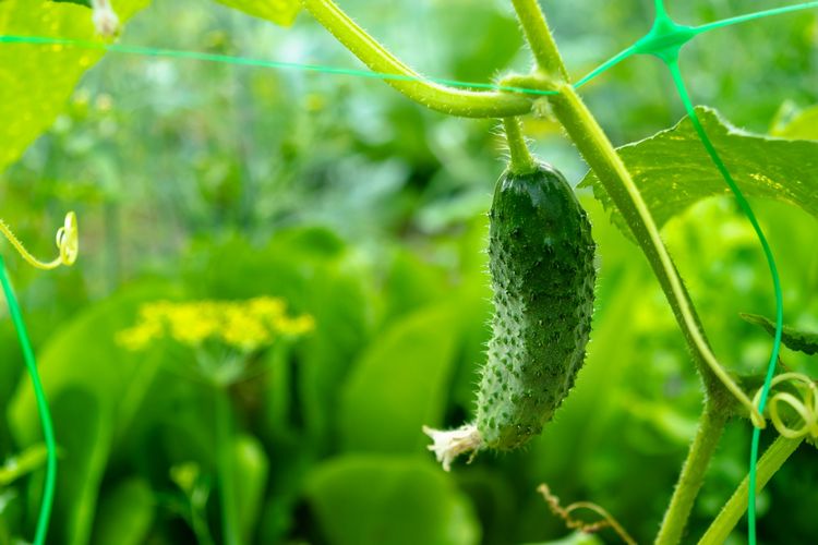 Gurke wächst vertikal am Ranknetz