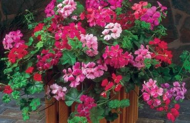 Hänge-Geranien für den Balkon bekommen prächtige Blüten den ganzen Sommer über